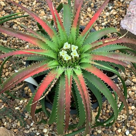 Sincoraea hatschbachii ex Cherry Basic