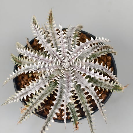Dyckia Taiyo × Diamond Praw #SN02