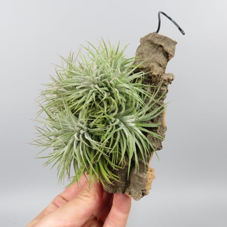 Tillandsia 'Pleiades' cv. of ionantha (Clump)
