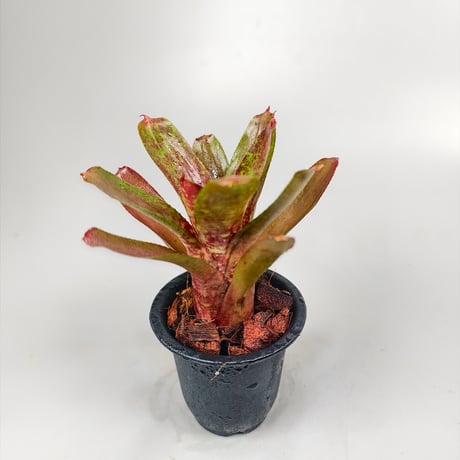 Neoregelia Wild Tiger x Balboa