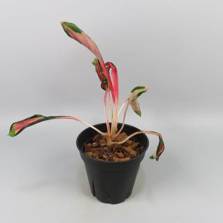 Aglaonema 'Medusa'