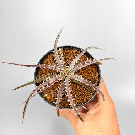Dyckia dawsonii Bill Baker Clone