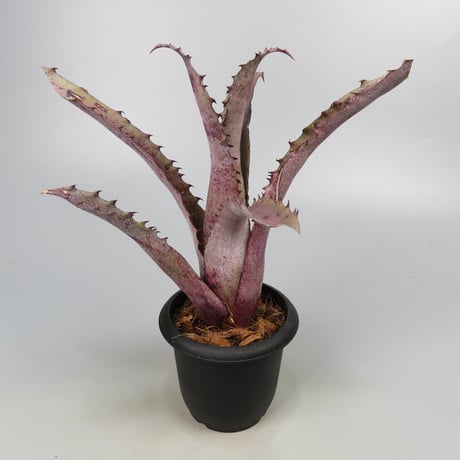 Hohenbergia 'Ouchi' (sp. Brazil)