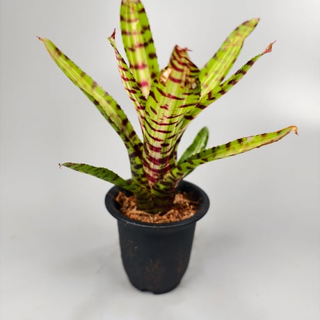 Neoregelia Palmares Bromeliad Cultivar Register (10495)