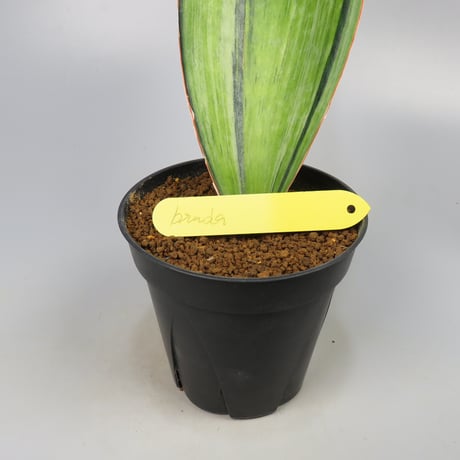 Sansevieria Bruda from Yoky plant