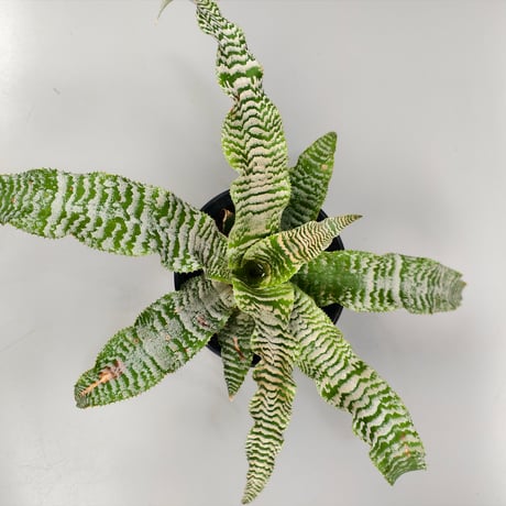 Cryptanthus 'Ocean Mist' Bromeliad Cultivar Register (1910)