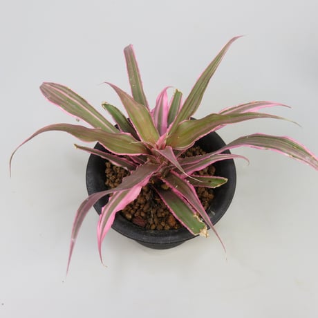 Cryptanthus 'Marian Oppenheimer' Bromeliad Cultivar Register (1823)