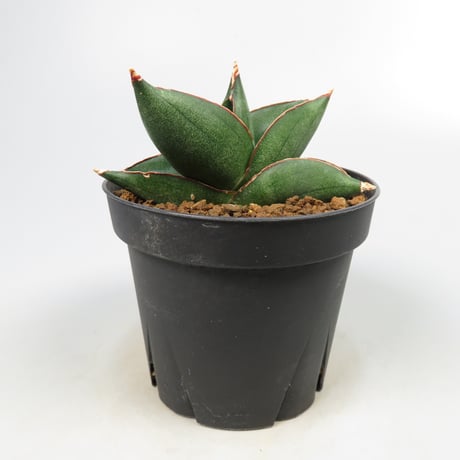 Sansevieria konnichiwa from Yoky plant