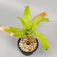 Navia igneosicola