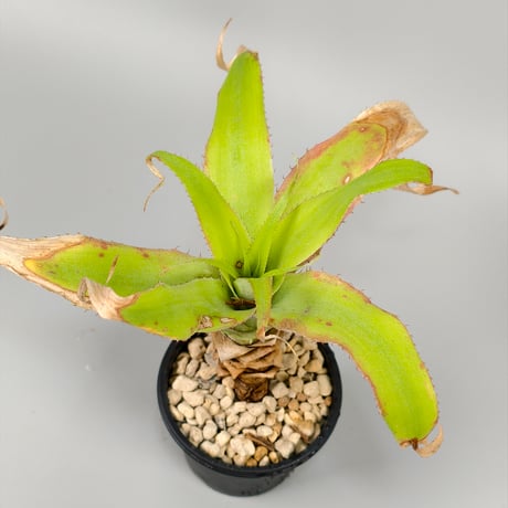 Navia igneosicola