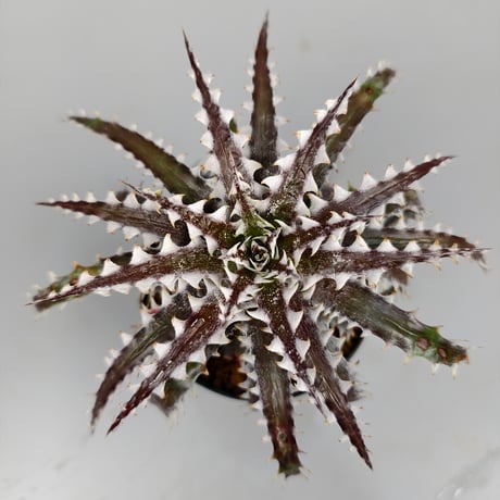 Dyckia Goku Otto Bromeliad Hybrid