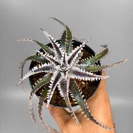 Dyckia Tartaria Sueb Hybrid
