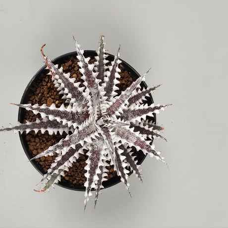 Dyckia 'Freddy's Wing' Otto Bromeliad Hybrid