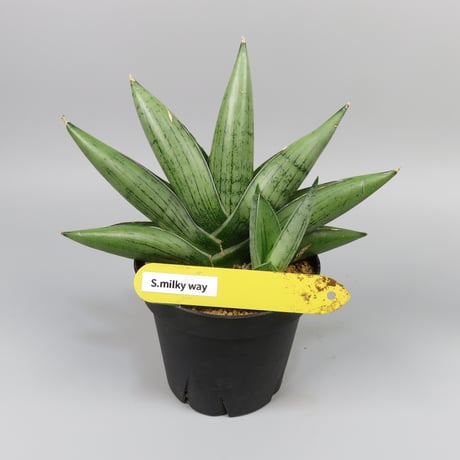 Sansevieria Milky way from Yoky plant
