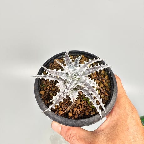 Dyckia Little Wing Bromeliad Cultivar Register (16648) Otto Bromeliad Hybrid
