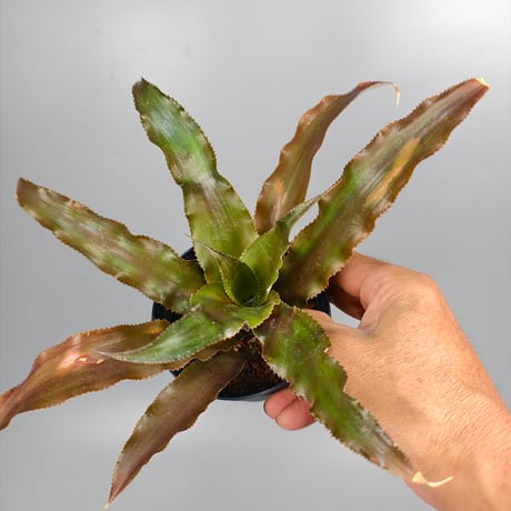 Cryptanthus 'Martini Olive' Bromeliad Cultivar Register (10186)