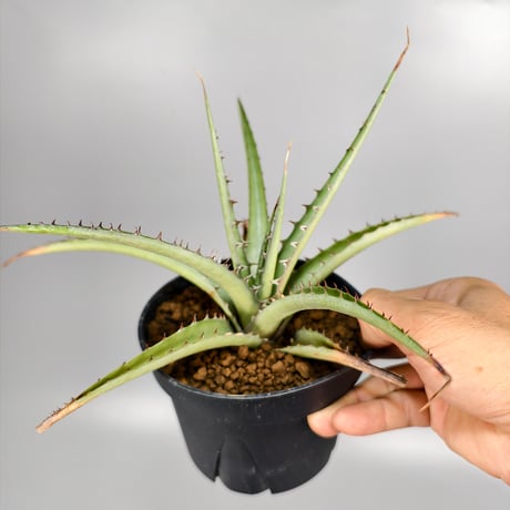 Dyckia sp excelsa ex Satith