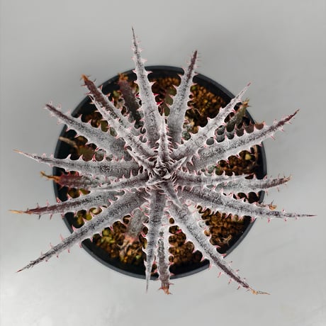 Dyckia 'Kali' (Warren × Mercury) Sueb Hybrid