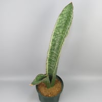 Sansevieria Silver Dragon