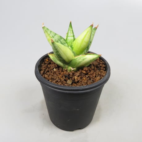 Sansevieria Ming Manee variegated from Yoky plant