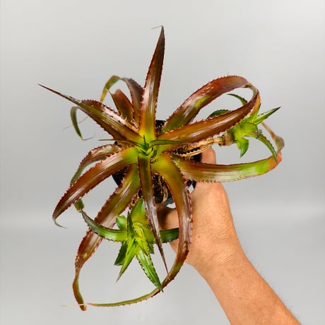 Orthophytum glabrum