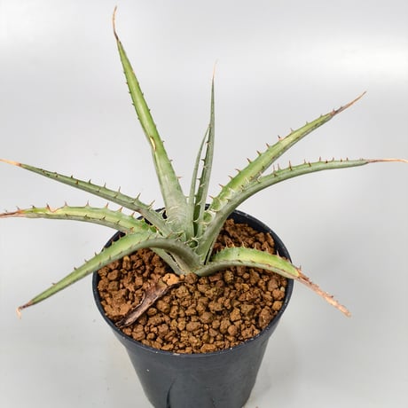 Dyckia sp excelsa ex Satith