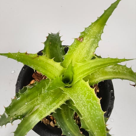 Orthophytum 'Iron Ore' × ('Brittle Star' × sexicola)