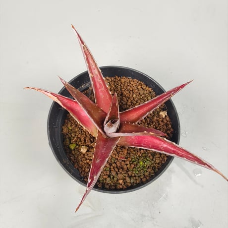 Dyckia platyphylla (Ex Red) ex SN