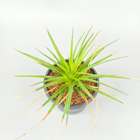 Sincoraea mucugensis ex Cherry Basic
