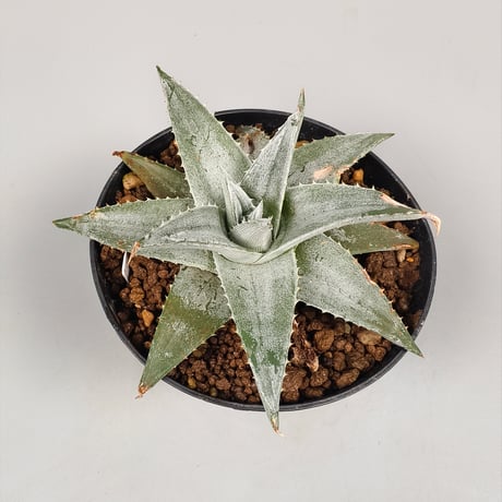 Dyckia Zebra Billbaker Hybrid