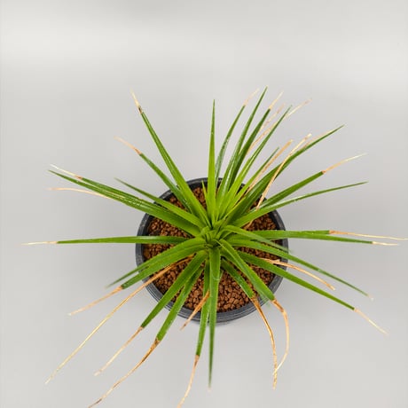 Sincoraea mucugensis ex Cherry Basic