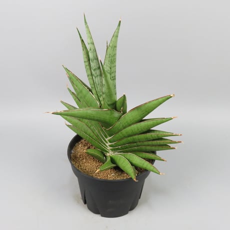 Sansevieria Matsumoto Castle