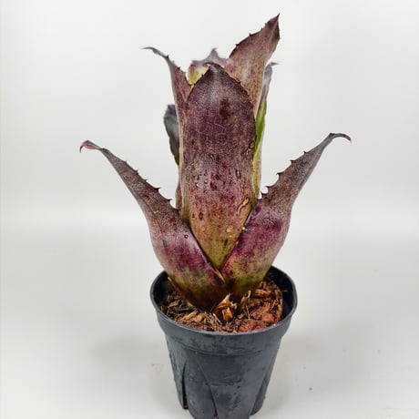Hohenbergia leopoldo-horstii Black Form