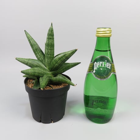 Sansevieria Taurus from Yoky plant