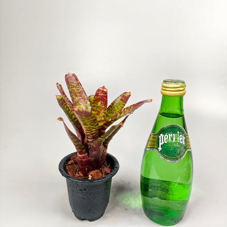 Neoregelia punctatissima 'Joao Marcio' x 'Alley Cat'
