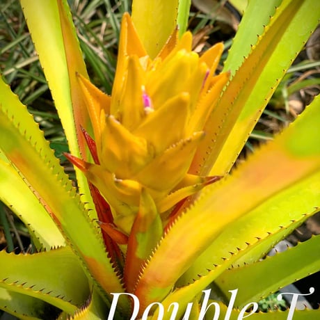 Aechmea biflora ex Double T Nursery