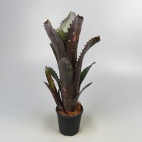 Billbergia 'Blue Moon'