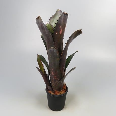 Billbergia 'Blue Moon'
