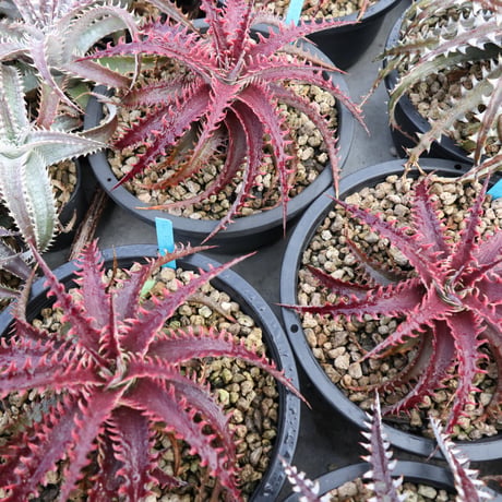 Dyckia 'Pink Millipede'