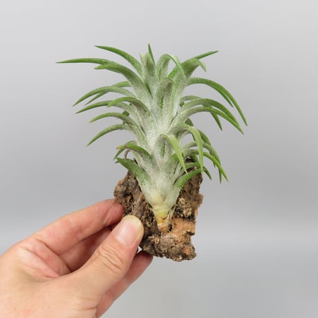 Tillandsia ionantha var. vanhyningii 'Green Dragon'