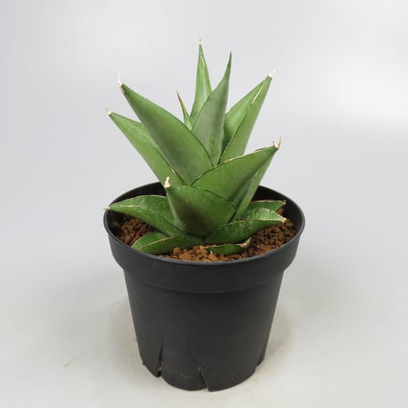 Sansevieria Silver Dollar from Yoky plant