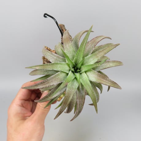 Tillandsia ionantha var. vanhyningii 'Red Dragon'