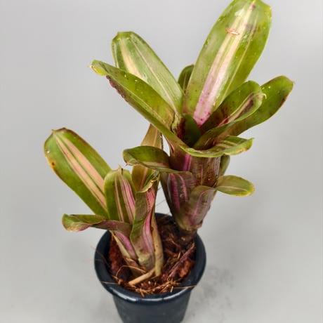 Neoregelia 'Kilihune'(Lisa Vinzant) Bromeliad Cultivar Register (12019)