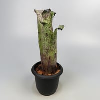 Hohenbergia magnispina ex Hermann Prinsler