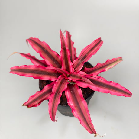 Cryptanthus bivittatus 'Power Pink' ex WICHA