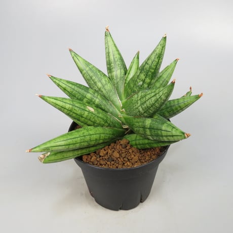 Sansevieria YaYa