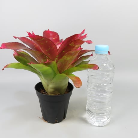 Neoregelia 'Super Pink Tone'
