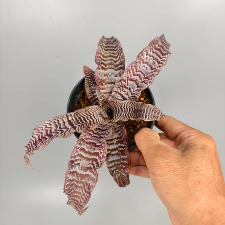 Cryptanthus 'Silver Zones' Bromeliad Cultivar Register (2146)