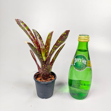 Neoregelia Domino Bromeliad Cultivar Register (3978)