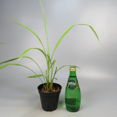 Pitcairnia smithiorum